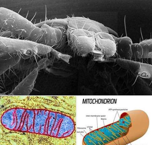 Mitochondrion_Midichlorian