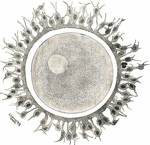 Human Egg Cell, Public Domain
