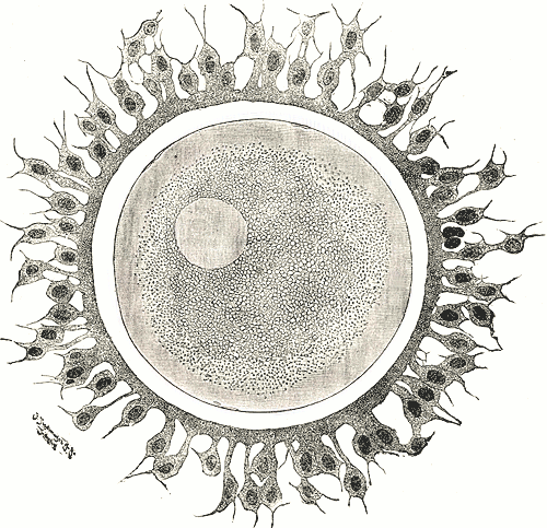 Human Egg Cell