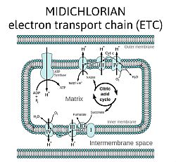 Midichlorian Electron Transport Chain
